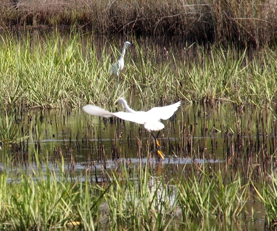 [All white medium-sized bird with wings outstretched as its feet touch the water. Another egret stands in the shallow water in the distance.]